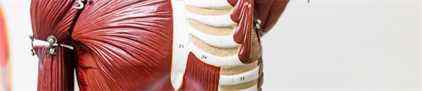 Rheumatology Continuing Professional Development for Primary Care Clinicians: A Systematic Review