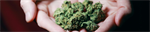 Healthcare Professionals Want More Training to Address Increase in Perinatal Cannabis Use, Study Finds