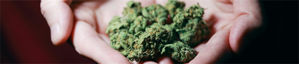 Healthcare Professionals Want More Training to Address Increase in Perinatal Cannabis Use, Study Finds