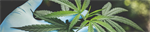 Ask Your Provider About Cannabis: Increasing Nurse Practitioner Knowledge and Confidence