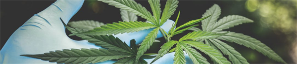 Ask Your Provider About Cannabis: Increasing Nurse Practitioner Knowledge and Confidence